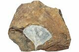 Fossil Ginkgo Leaf From North Dakota - Paleocene #232007-3